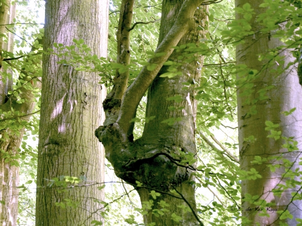 Forest creatures - Loreleï